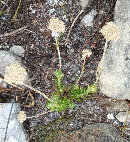 Helichrysum teretifolium early days